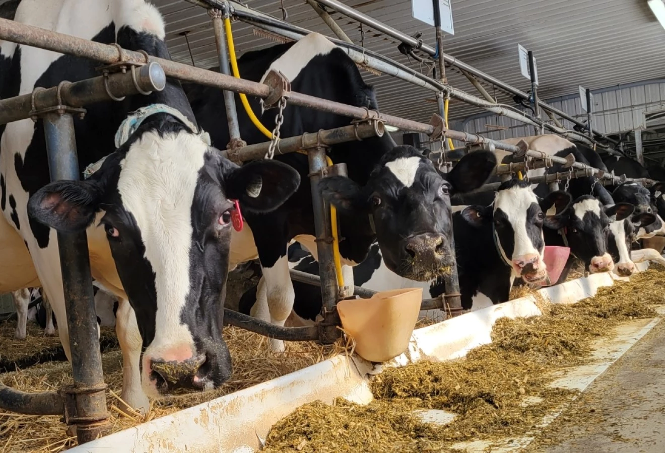 Vaches Holstein mangeant