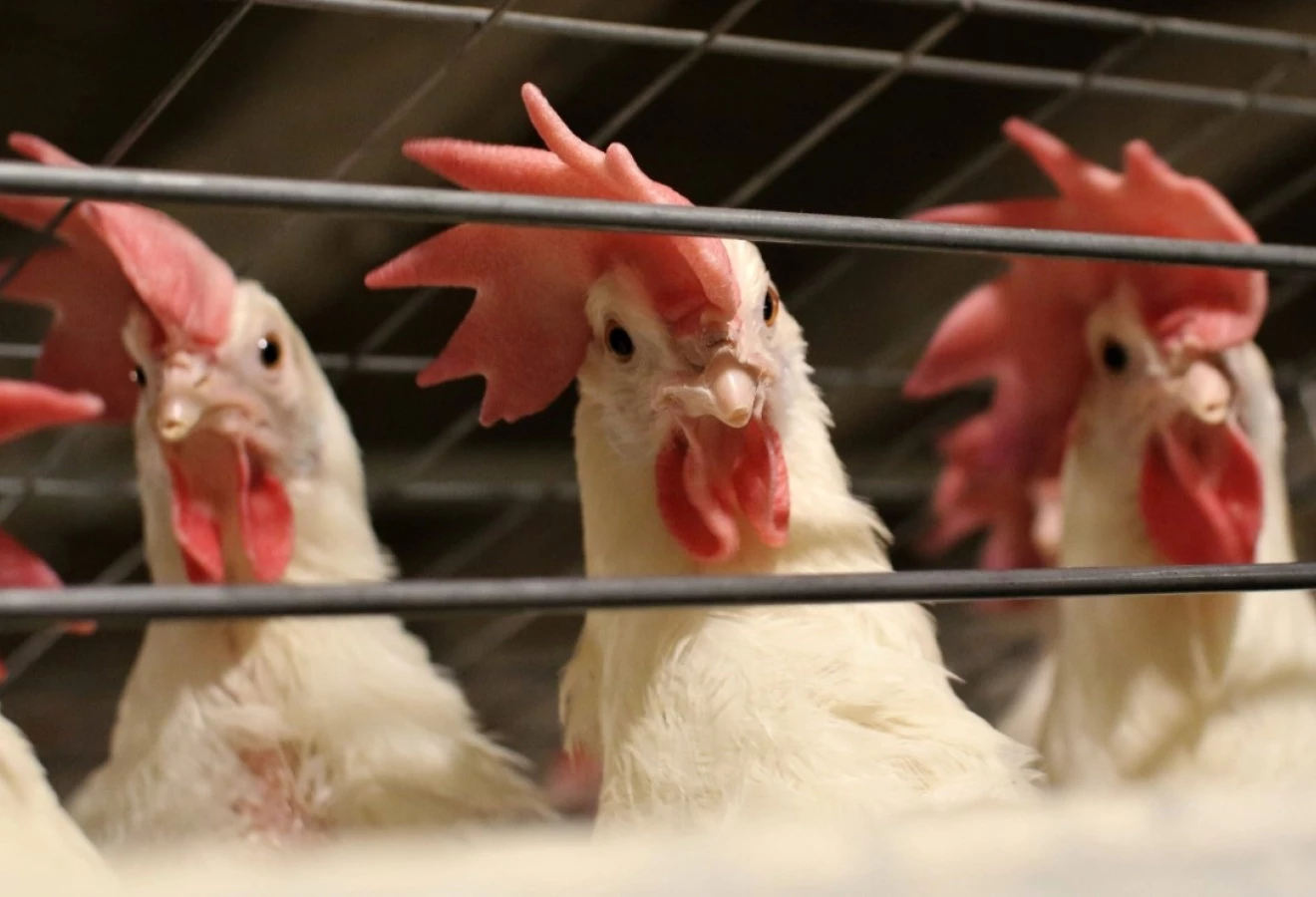 Poules blanches