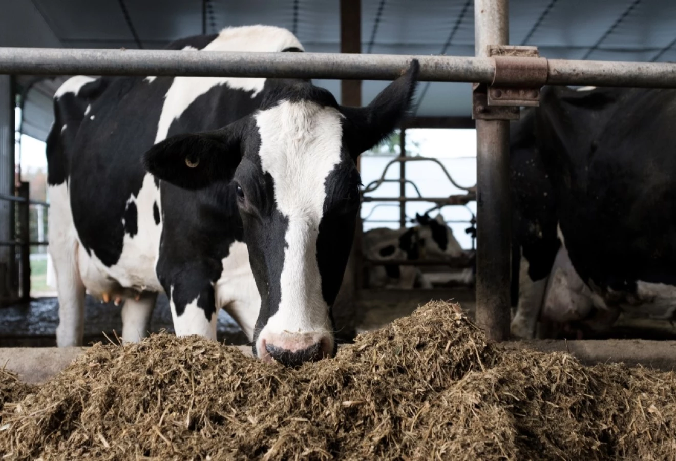 Vache Holstein mangeant