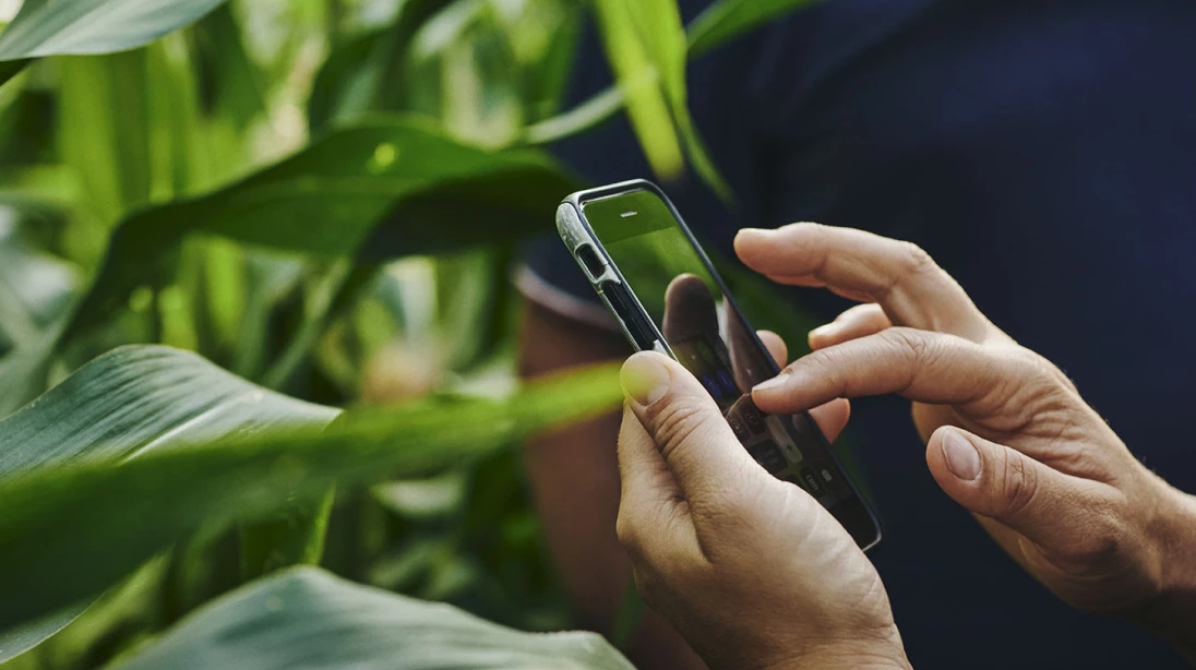 Cellulaire et plants de maïs