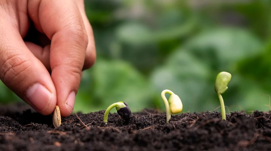 Main plantant une grain qui germera