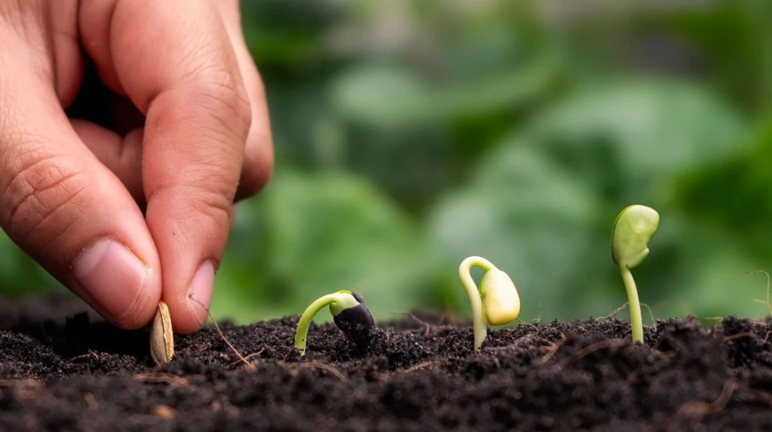 Main plantant une grain qui germera