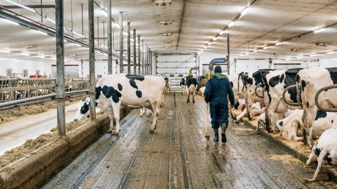 Intérieur de l'étable de la Ferme M.B. Pelletier