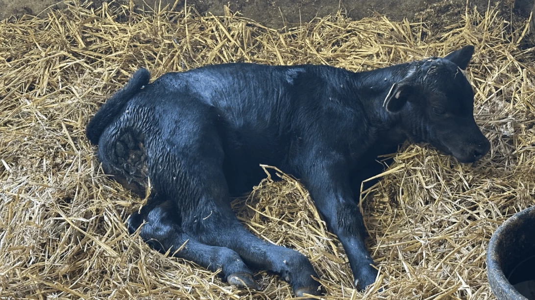 Veau blessé par un coyote.