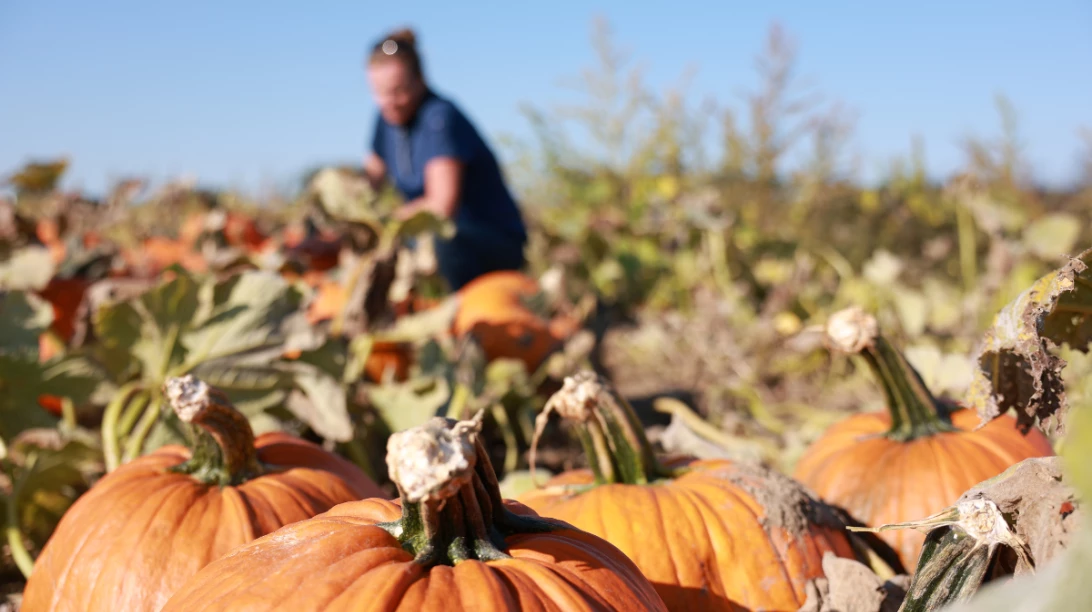 Des citrouilles en premier plan avec Christine Ruckstuhl en fond