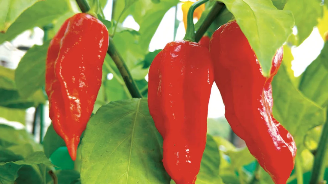 Piments forts