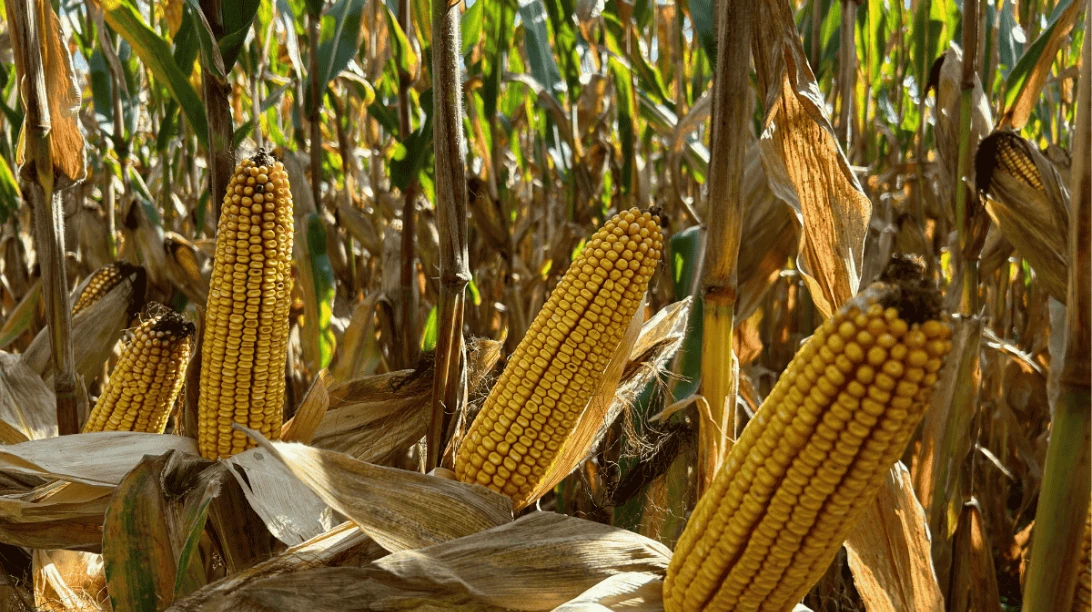 Des épis de maïs pour nourrir les animaux