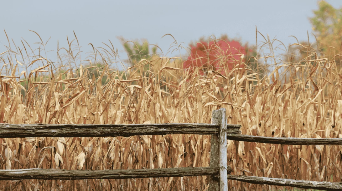 Champ de maïs jaunis derrière une clôture