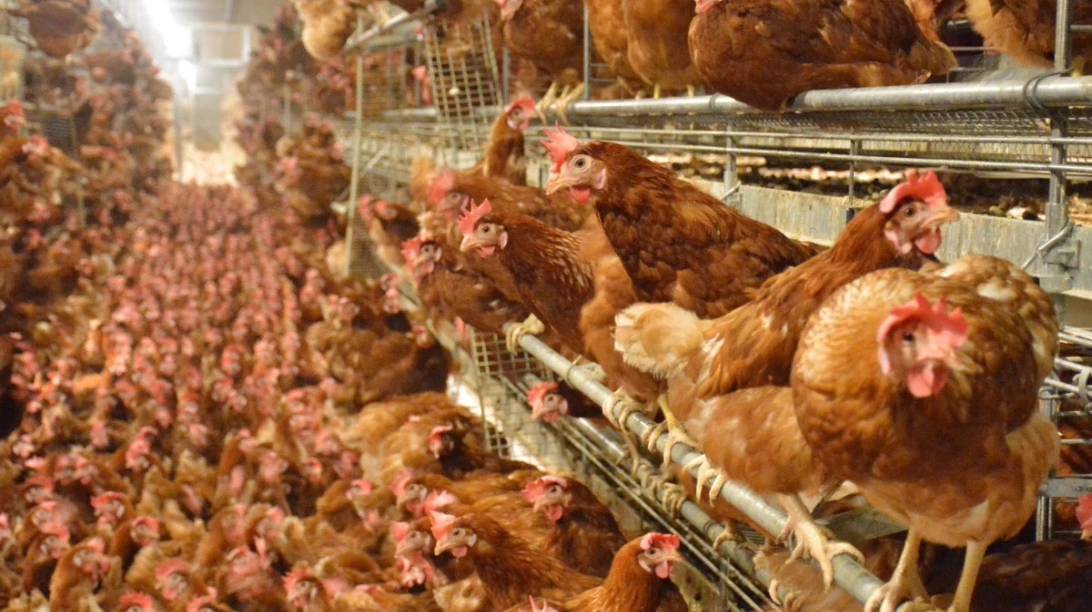 poules en liberté