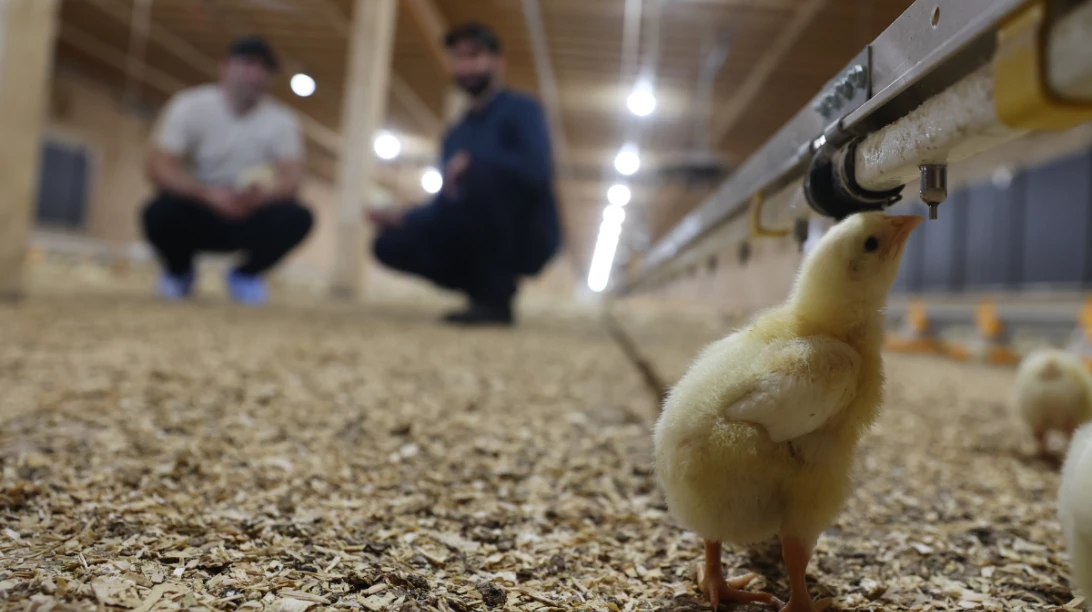 Poussin buvant au premier plan, avec les frères Maltais en fond