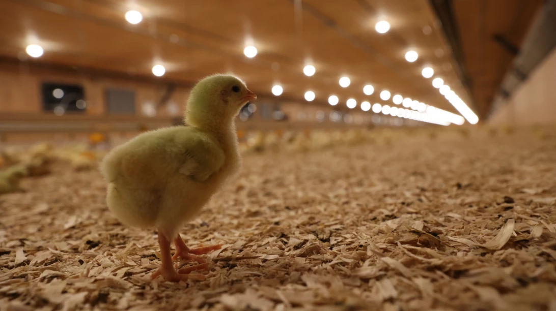 Poussin seul dans un poulailler