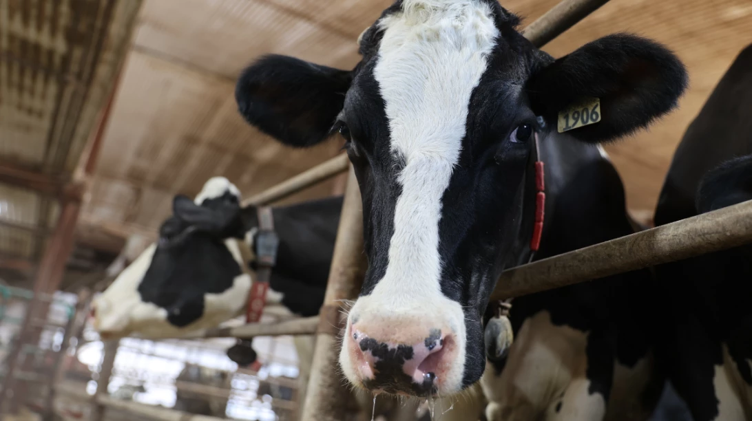 Vache holstein regardant la caméra à travers les barreaux