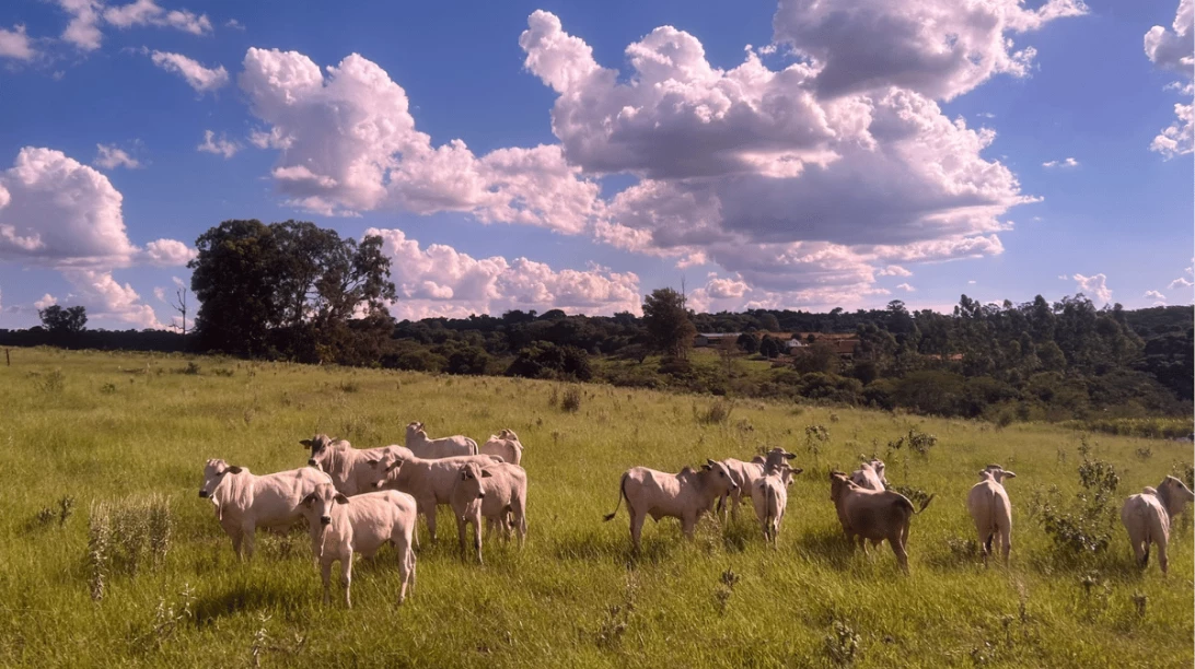 Vaches en prairie au Brésil