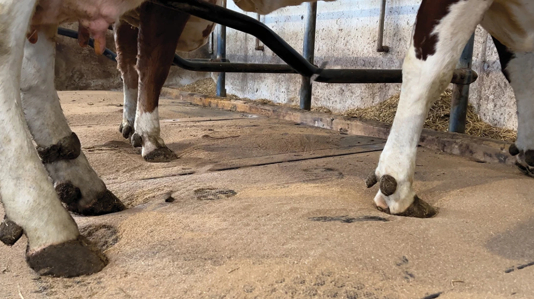KEW Plus Visco avec des pattes de vaches