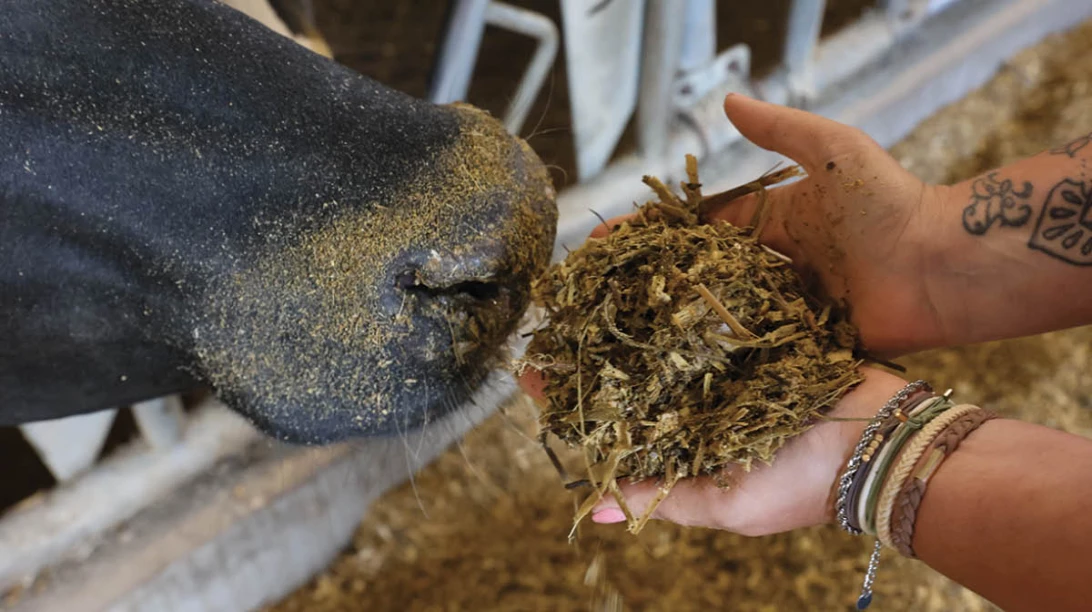 vache sentant son ensilage