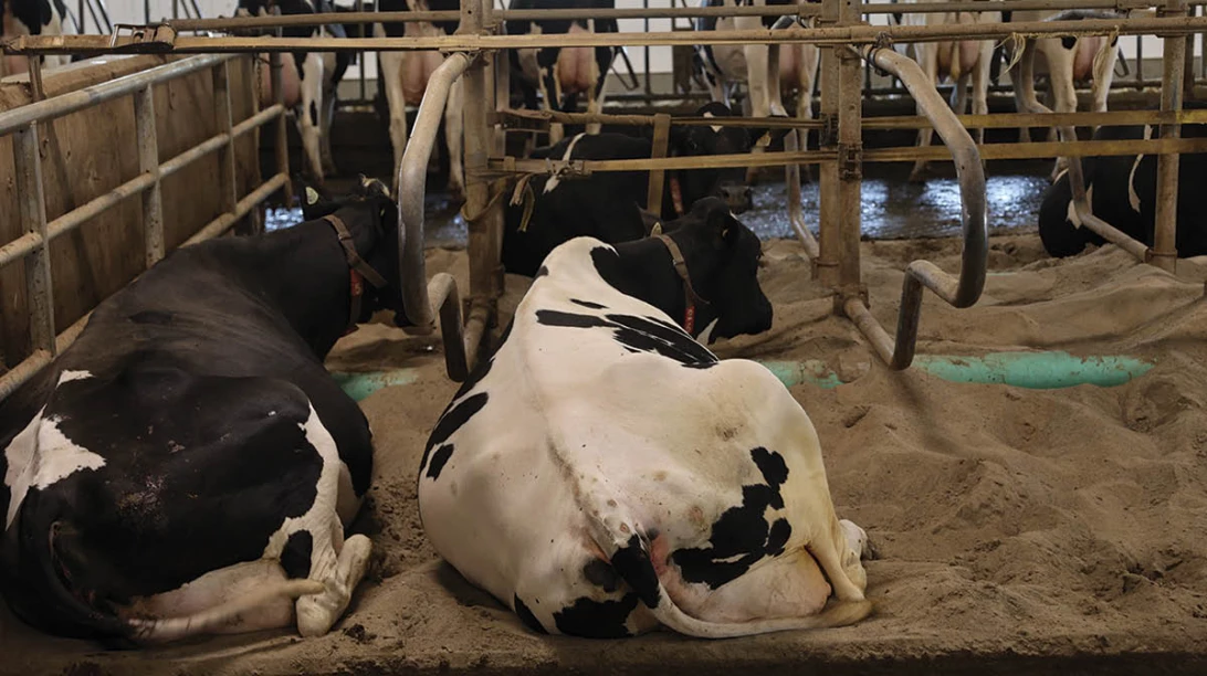 Vaches couchées