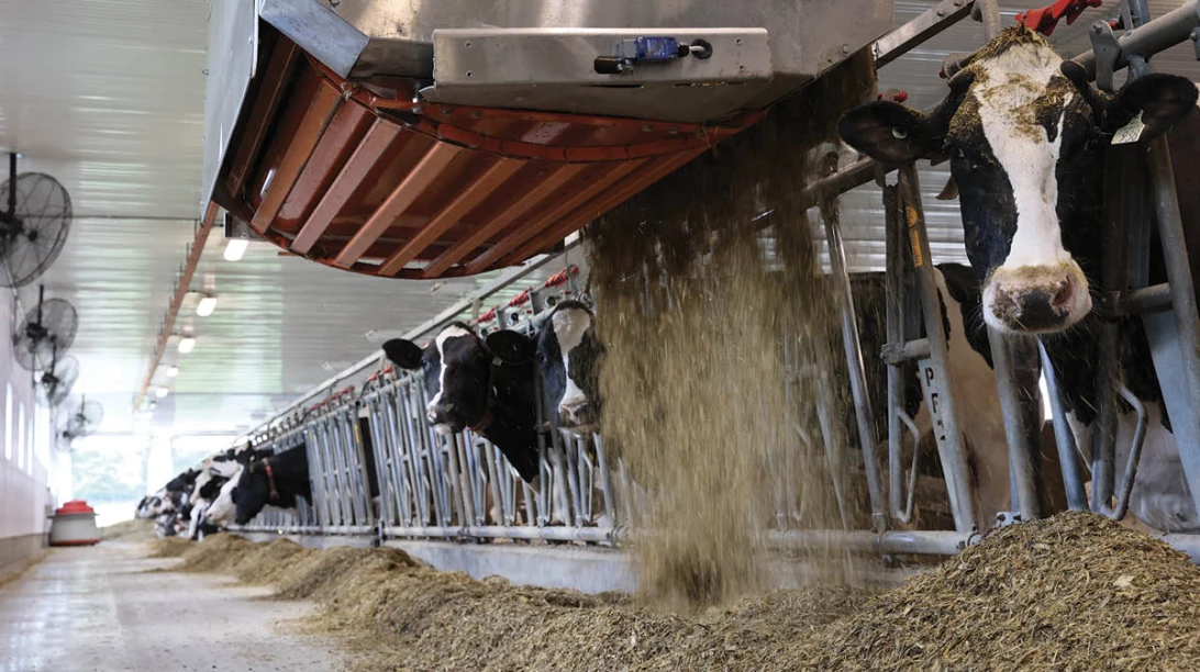 Vaches recevant de la nourriture en regardant la caméra