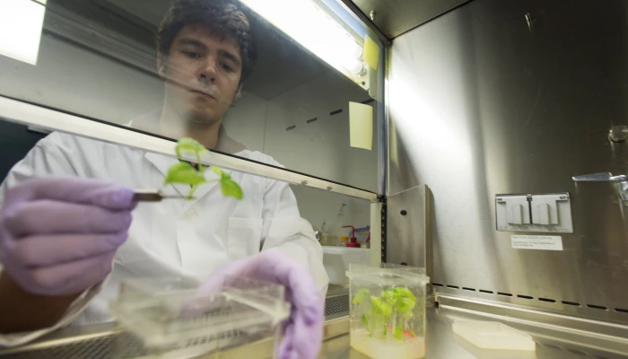 Scientifique en train de réaliser un test sur des plants de tabac.