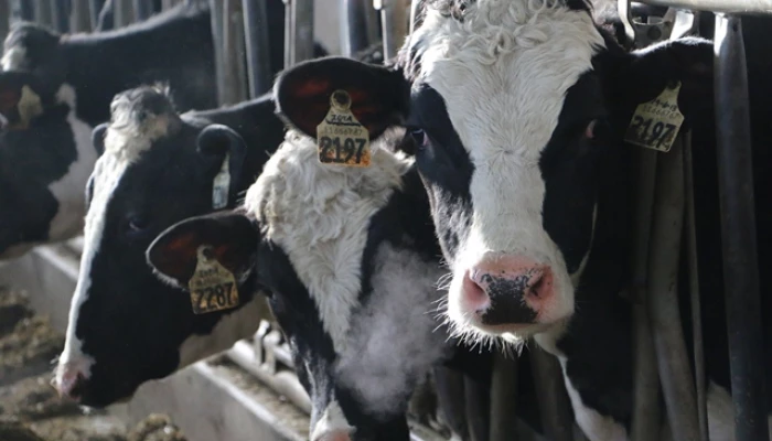 Vaches de Greiden Farms.