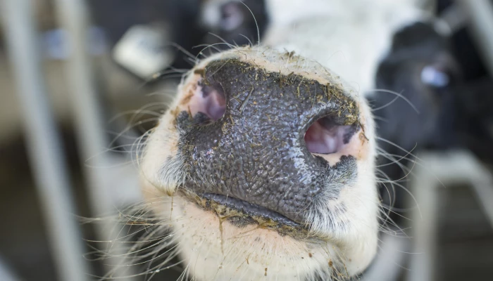 Photo d'une vache.