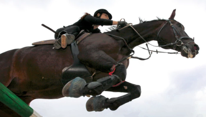 Cheval monté.