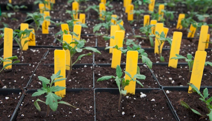 Engrais transplanteur