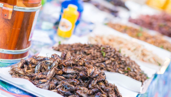 Plusieurs insectes sur des assiettes.