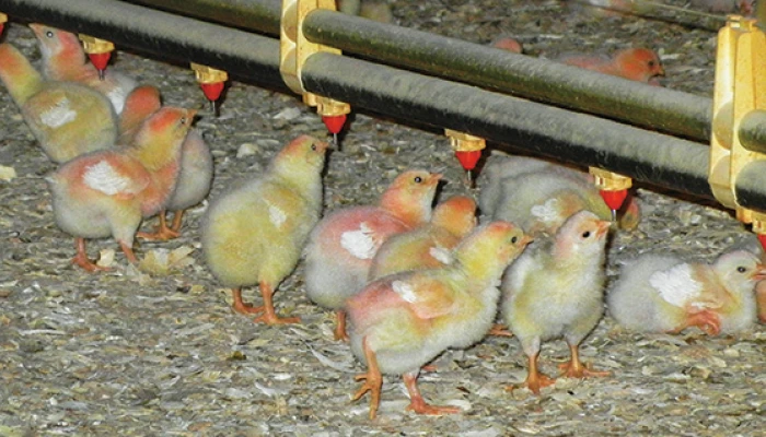 abreuvoir poulet chair