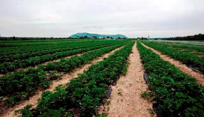 Photo d'un champ donc la production a été accrue par la fertigation.