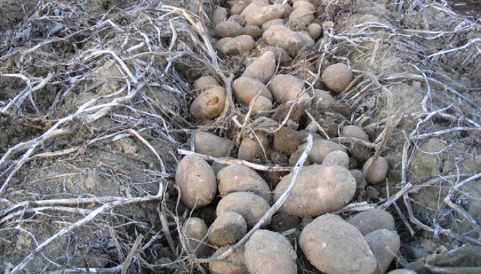 Défanage des pommes de terre.
