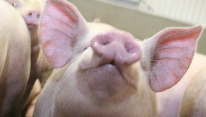 Photo de plusieurs porcins.