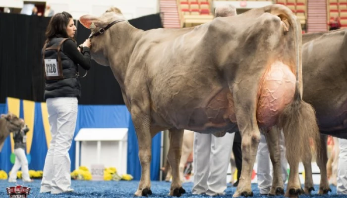 Photo de vaches présentes lors d'exposition World Dairy Expo tenue à Madison.