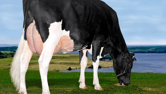 Vache Agrimatic Lavaman Starlette, Championne canadienne 1-an pour le gras.
