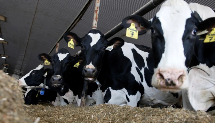 Vaches