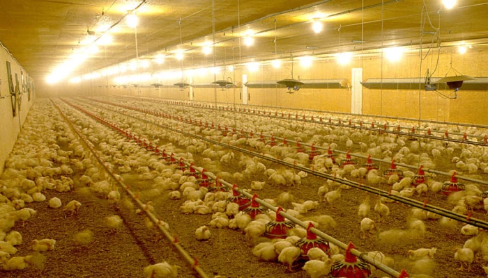 Poussins