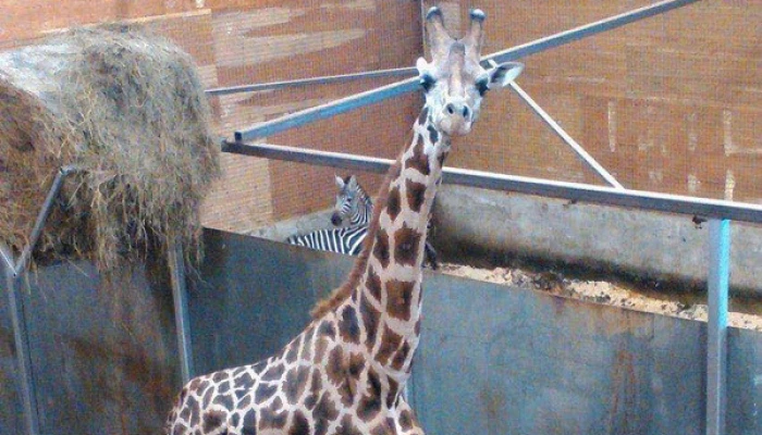Photo de Scott, une giraffe de zoo.