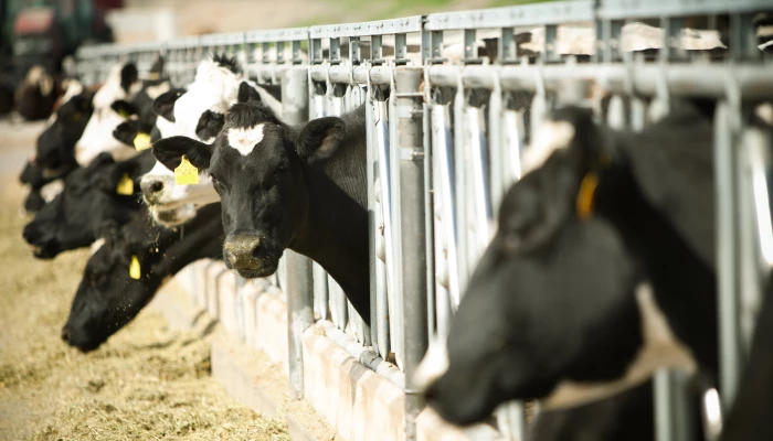 Image de vaches.