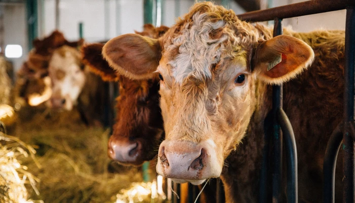 boeuf quebecois photo caroline fournier