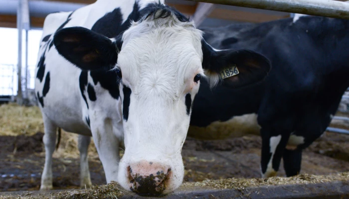 Photo de vaches en train de manger.