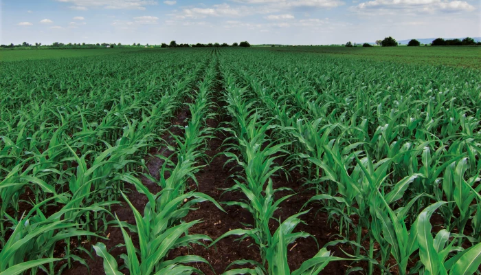 mais istock-641377606-2 fonce