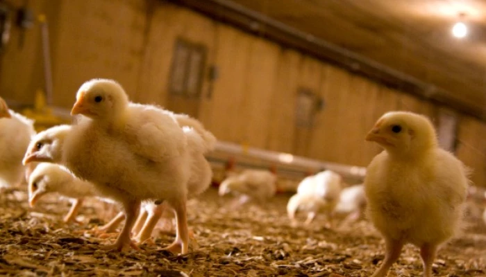 Poussins
