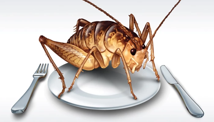 Insecte dans une assiette.