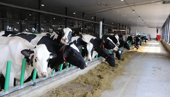 holstein