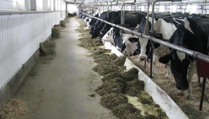 Vaches de la Ferme Drahoka.