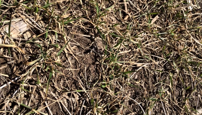 ble dautomne, survie l'hiver