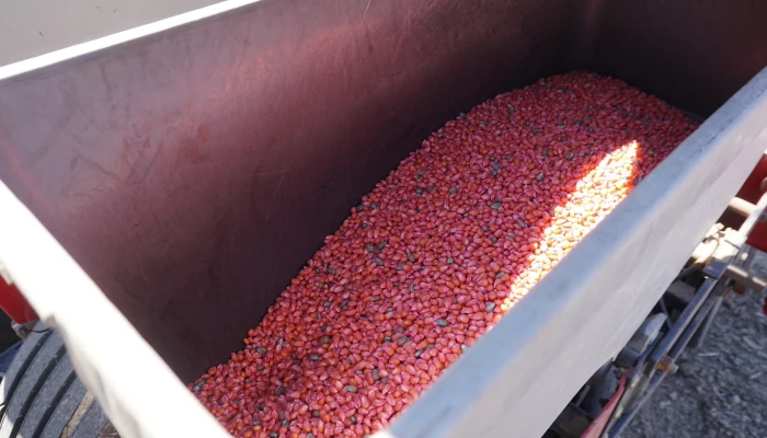 Contenant de semences