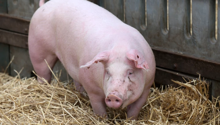 Porc dans un enclos.