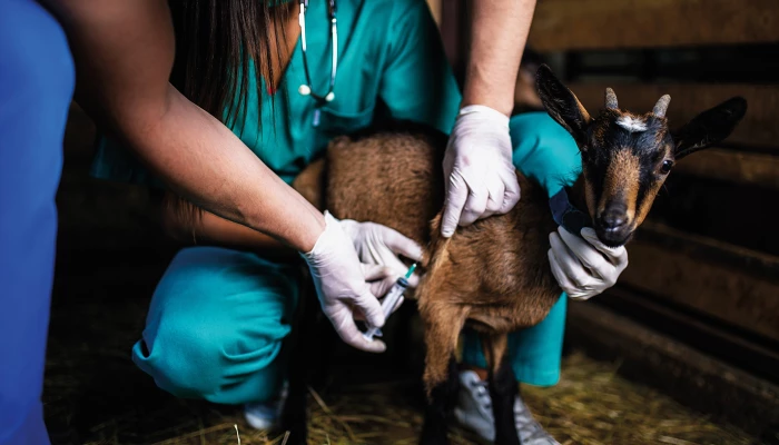Vétérinaire donnant un vaccin à une chèvre.