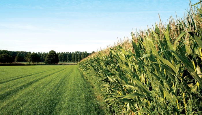 attention-au-semis-trop-hatif