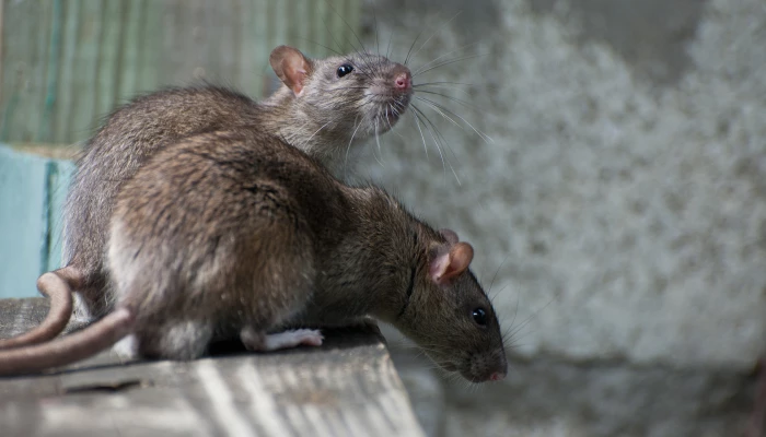 Souris